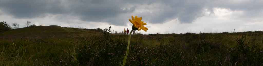 Arnica sur Batteriekopf (Vosges)